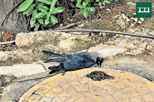 chennai-on-high-alert-h5n1-confirmed-after-massive-crow-deaths-health-advisory-issued