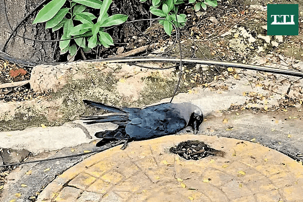chennai-on-high-alert-h5n1-confirmed-after-massive-crow-deaths-health-advisory-issued